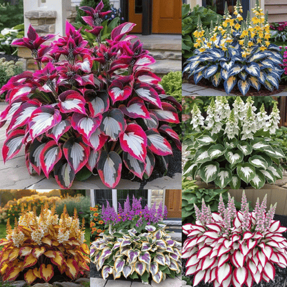 🎄Last day clearance🌿Rare Hosta Seeds for Lush Shade Gardens💖