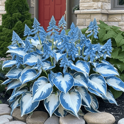 🎄Last day clearance🌿Rare Hosta Seeds for Lush Shade Gardens💖