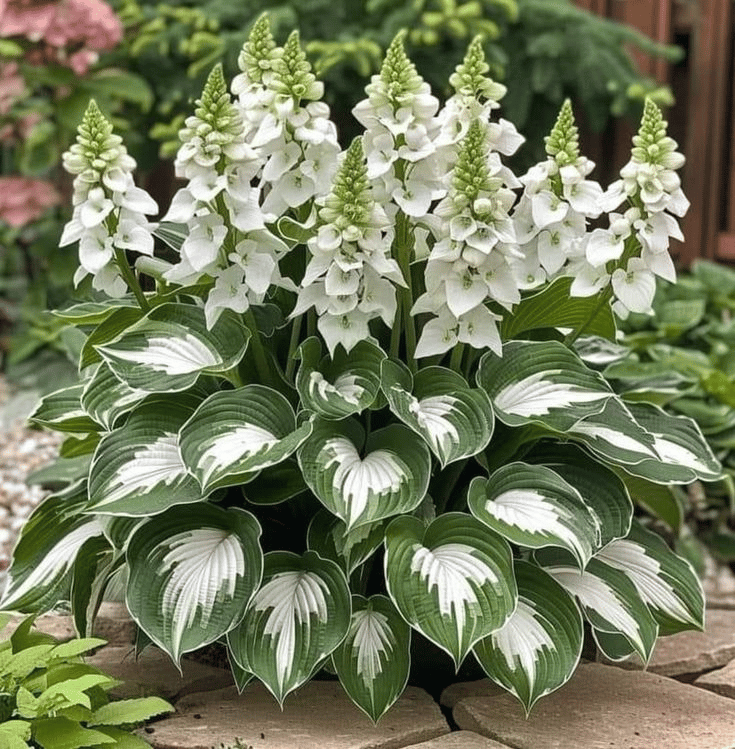 🎄Last day clearance🌿Rare Hosta Seeds for Lush Shade Gardens💖