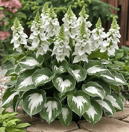 🎄Last day clearance🌿Rare Hosta Seeds for Lush Shade Gardens💖
