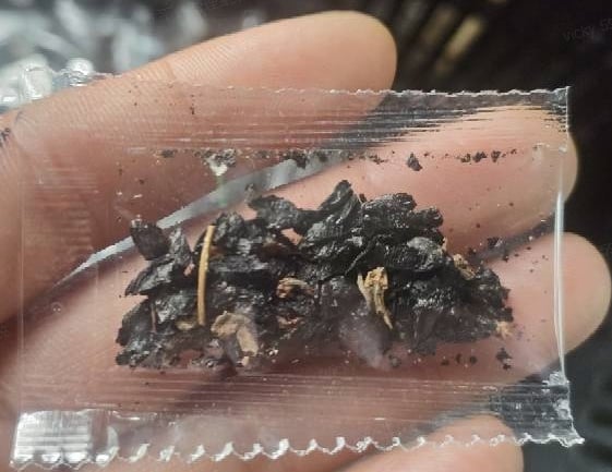 🎄Last day clearance🌿Rare Hosta Seeds for Lush Shade Gardens💖