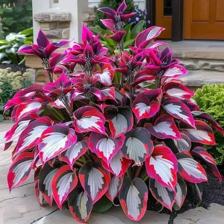🎄Last day clearance🌿Rare Hosta Seeds for Lush Shade Gardens💖