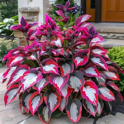 🎄Last day clearance🌿Rare Hosta Seeds for Lush Shade Gardens💖