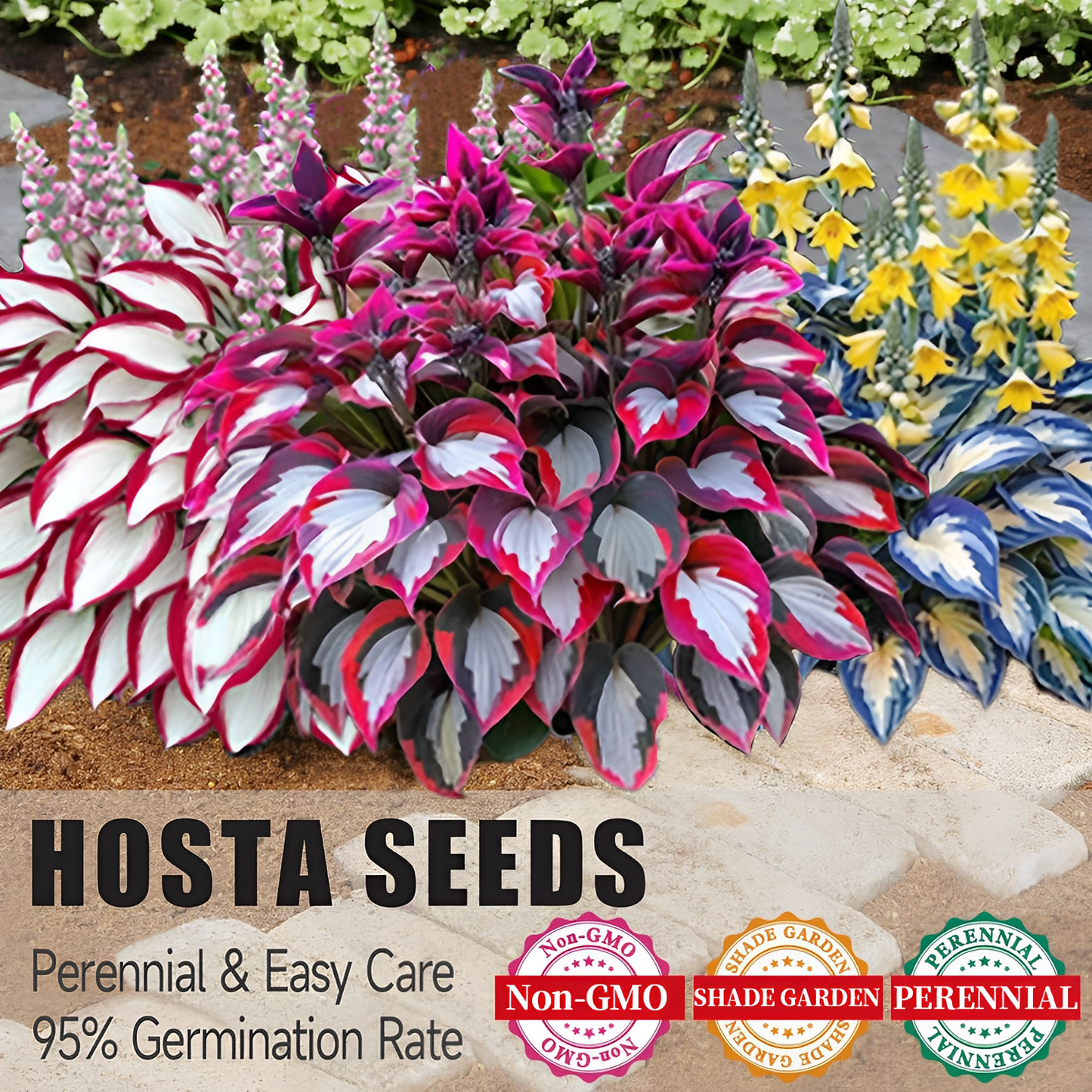 🎄Last day clearance🌿Rare Hosta Seeds for Lush Shade Gardens💖