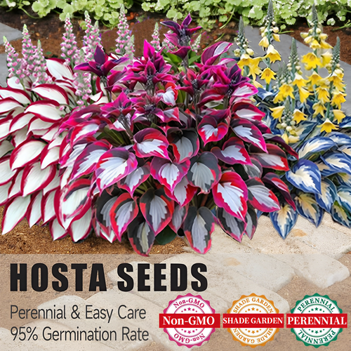 🎄Last day clearance🌿Rare Hosta Seeds for Lush Shade Gardens💖