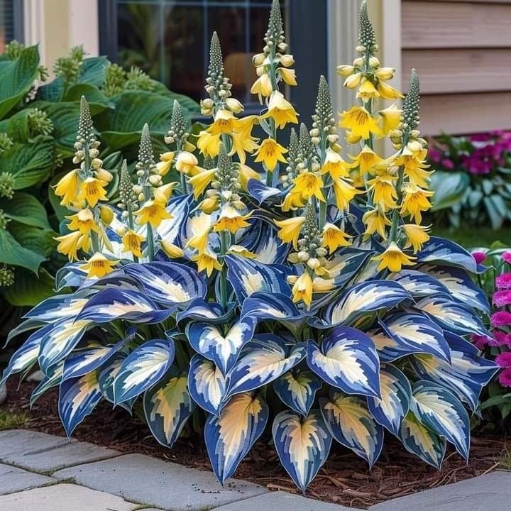 🎄Last day clearance🌿Rare Hosta Seeds for Lush Shade Gardens💖